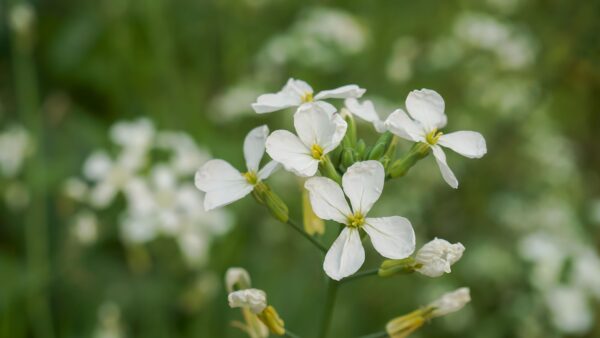 arabidopsis thaliana flowers