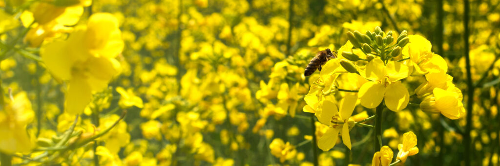 Summer yellow background. A bee on a flower of a rape and a blurred rapeseed field. Brassica napus. Beekeeping and oilseeds.