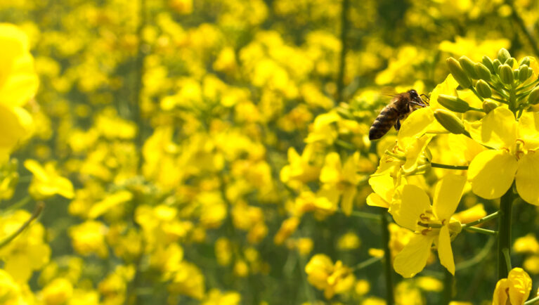 Summer yellow background. A bee on a flower of a rape and a blurred rapeseed field. Brassica napus. Beekeeping and oilseeds.