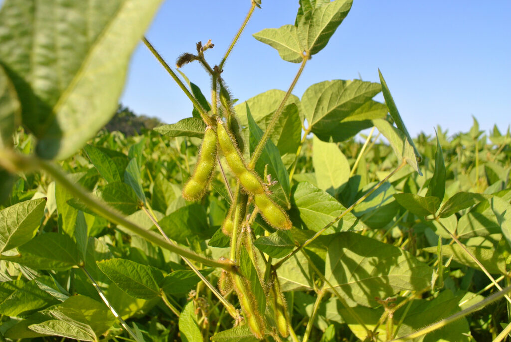 Soybean field, natural background from soybean plant.