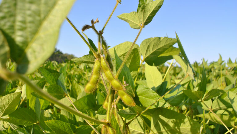 Soybean field, natural background from soybean plant.