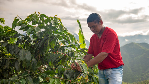 farmer harvesting in the colombian mountains