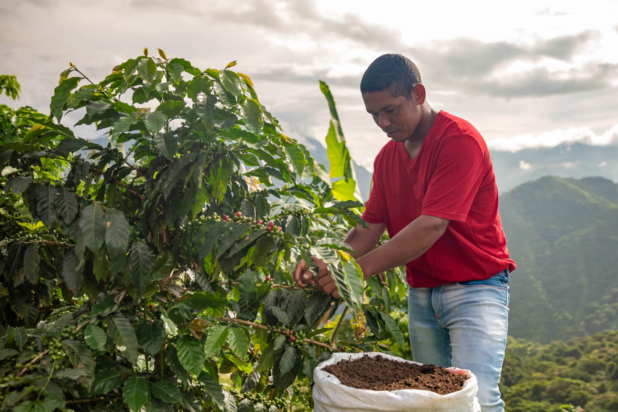 farmer harvesting in the colombian mountains