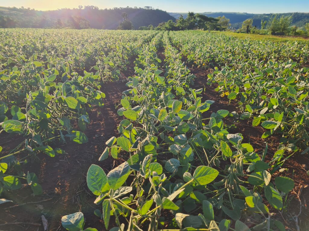 Green Soybean Field at Sunrise in Rural Paraguay Agricultural Landscape