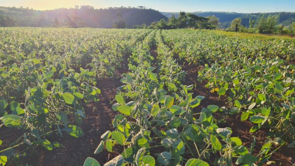 Green Soybean Field at Sunrise in Rural Paraguay Agricultural Landscape