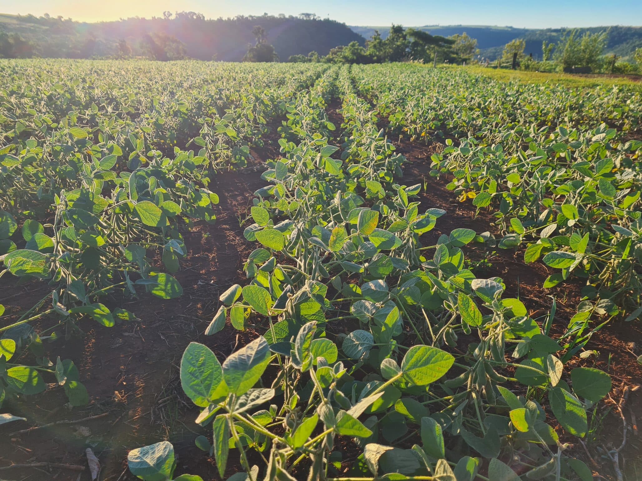 Green Soybean Field at Sunrise in Rural Paraguay Agricultural Landscape