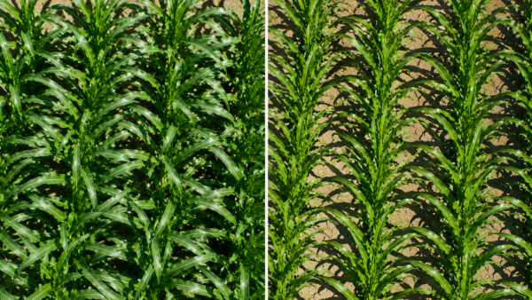 Side-by-side overhead comparison of corn plants with off-row and on-row leaf orientations used in AI corn breeding research.
