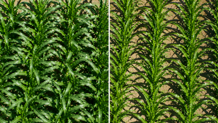 Side-by-side overhead comparison of corn plants with off-row and on-row leaf orientations used in AI corn breeding research.