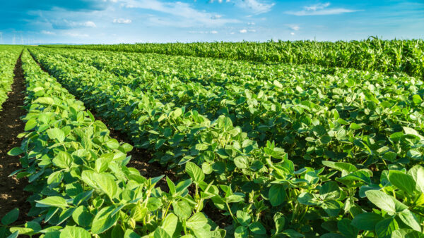Green soybean plants