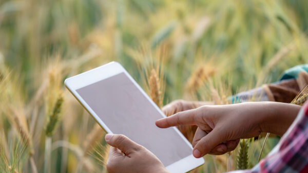 Close up smart asian man and woman farmer hands using digital tablet computer with technology examines barley wheat field. Farmer using internet apps for agricultural production and business industry.
