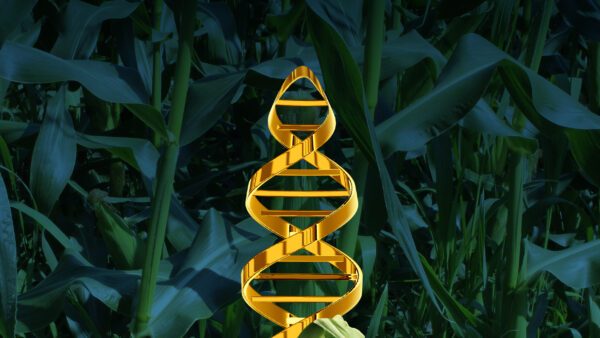 Genetically Modified Crops