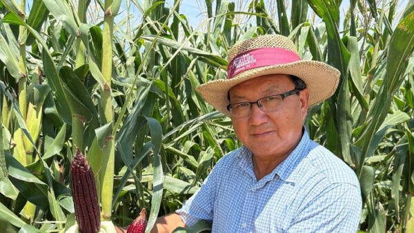 Texas A&M corn breeder Wenwei Xu displays high-anthocyanin corn in a research field.
