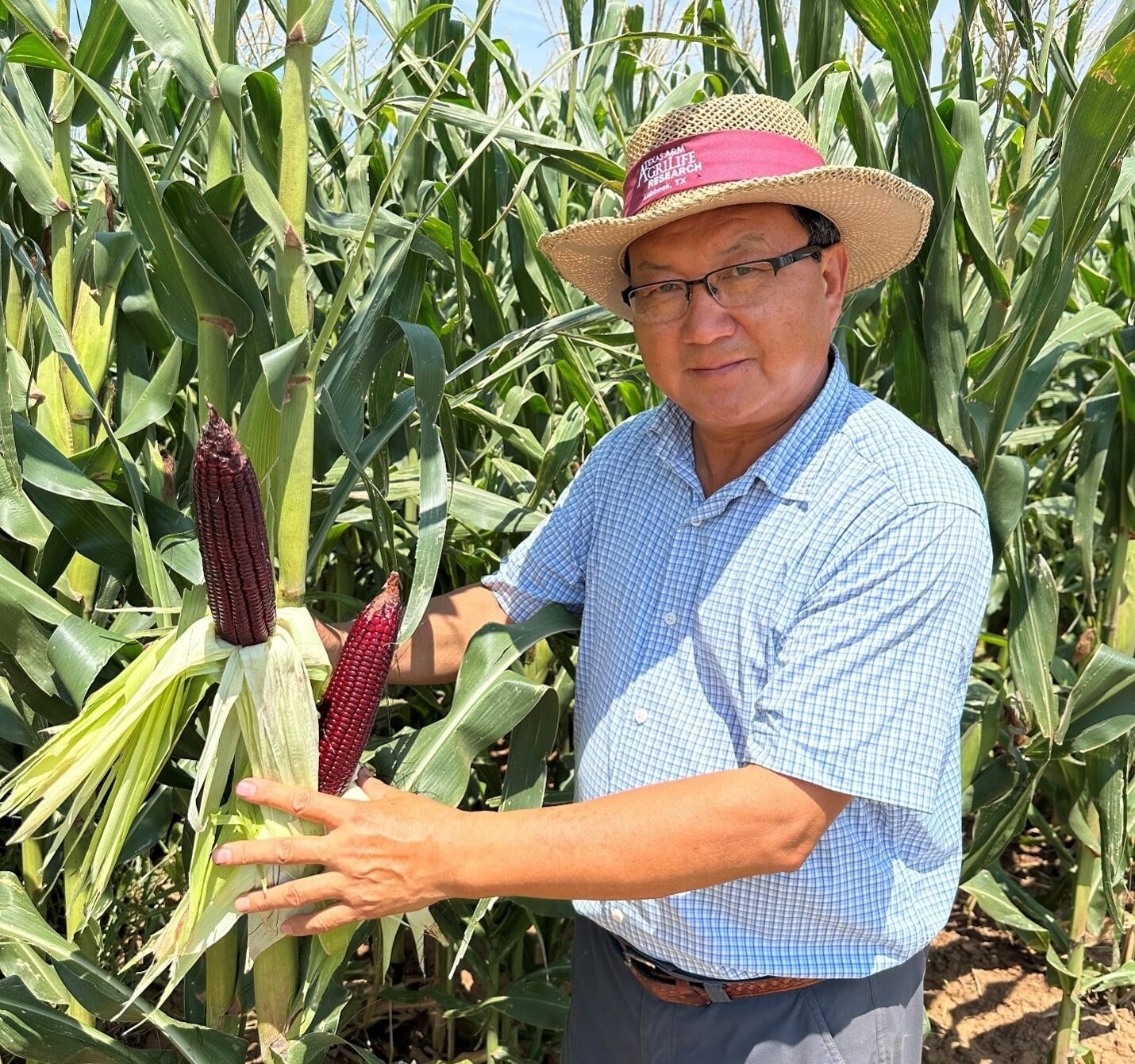 Texas A&M corn breeder Wenwei Xu displays high-anthocyanin corn in a research field.