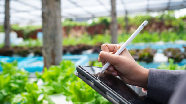 Close up of a professional using a digital tablet to monitor crop growth and farm data, highlighting precision agriculture and technology driven farming