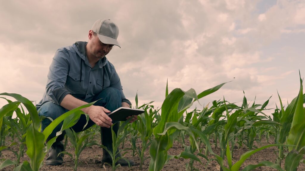 Downloaded agriculture, farmer working corn field digital tablet, Smart farmer in digital era, Tablet for effective fieldwork, Young corn development, Modern business in agriculture, Productivity improvement