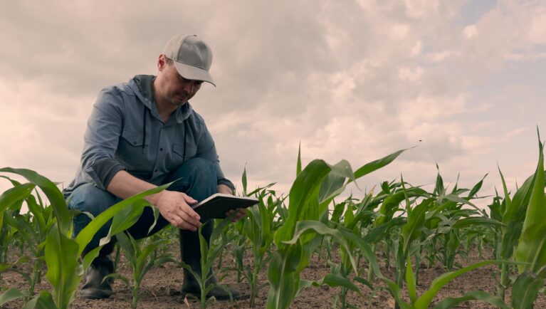 Downloaded agriculture, farmer working corn field digital tablet, Smart farmer in digital era, Tablet for effective fieldwork, Young corn development, Modern business in agriculture, Productivity improvement
