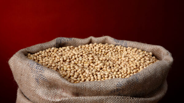 Burlap bag filled with soy beans
