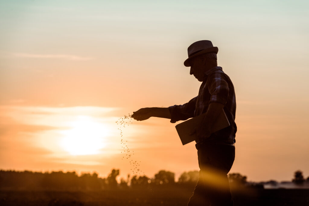 Farmer scattering planting seed in a field at sunset
