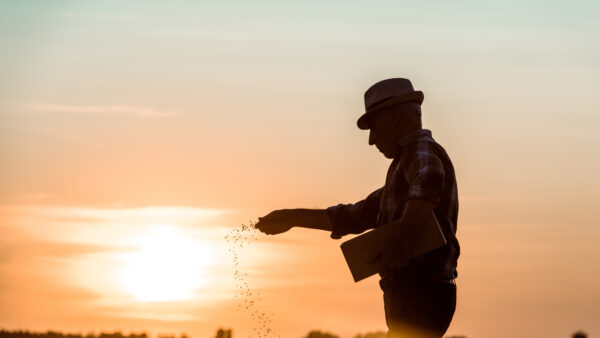 Farmer scattering planting seed in a field at sunset