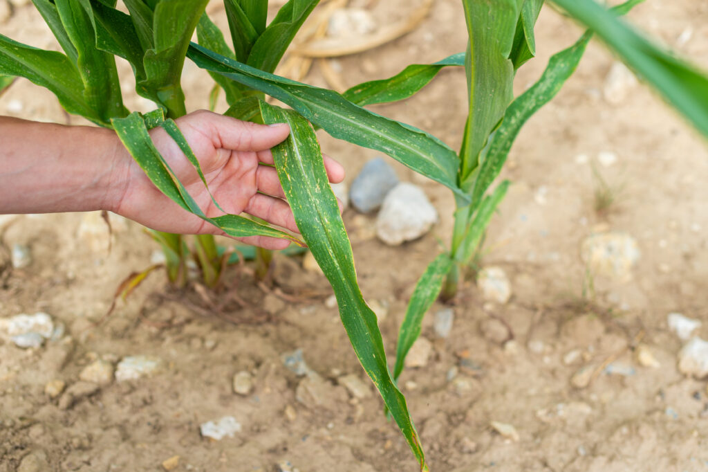 A human hand holds a Zea mays corn leaf showing signs of sunburn damage over parched field soil. Prolonged drought has impacted agricultural crops in France in June 2026
