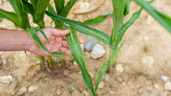 A human hand holds a Zea mays corn leaf showing signs of sunburn damage over parched field soil. Prolonged drought has impacted agricultural crops in France in June 2026