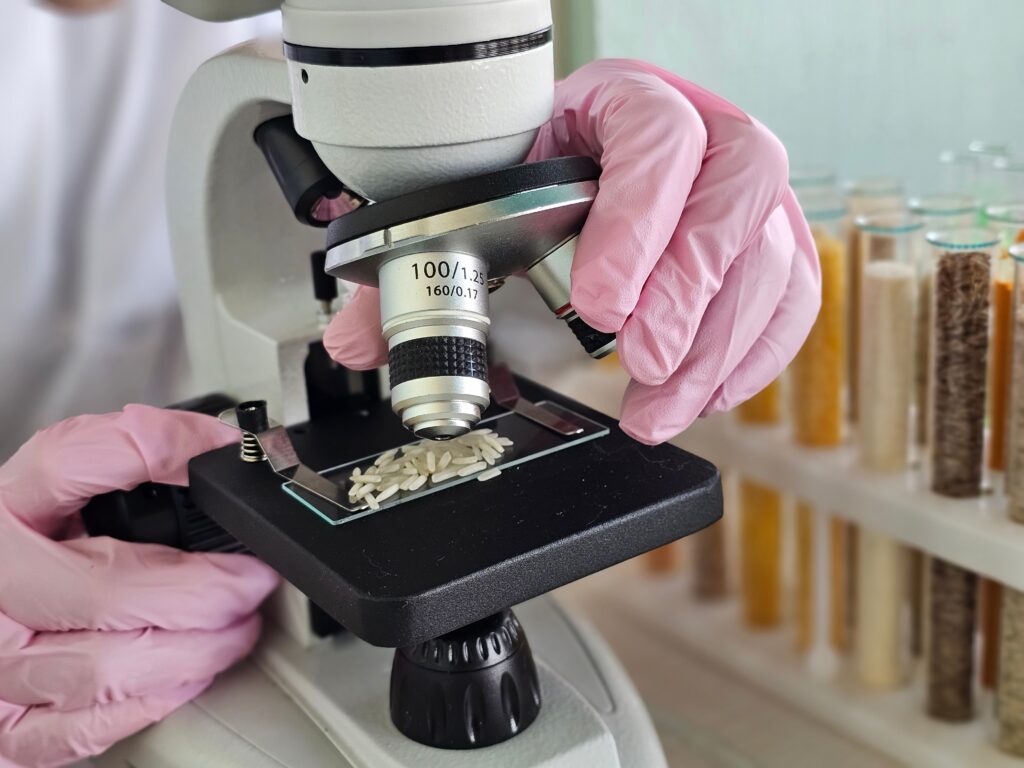 A researcher analyzes samples of cooked rice grains placed on a microscope slide.