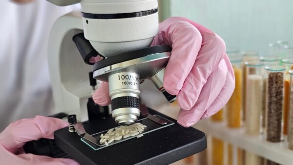 A researcher analyzes samples of cooked rice grains placed on a microscope slide.