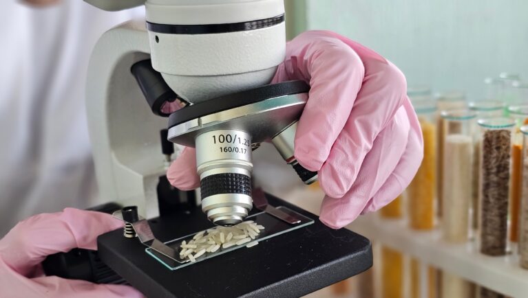 A researcher analyzes samples of cooked rice grains placed on a microscope slide.