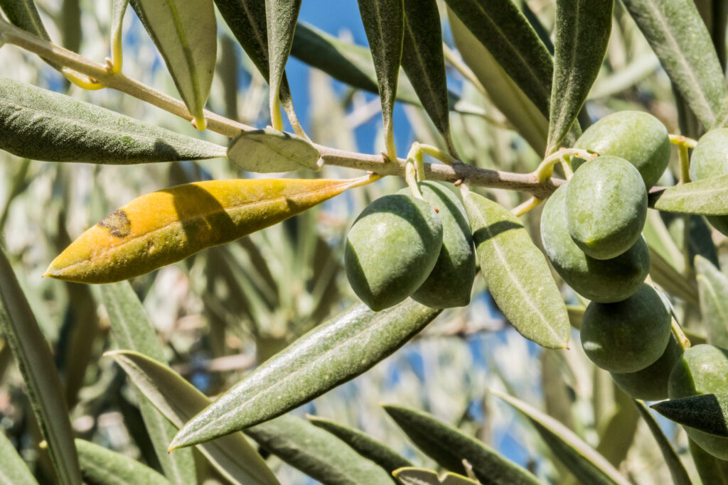 Olive trees infected by the dreaded bacteria called Xylella fastidiosa, is known in Europe as the ebola of the olive tree, Jaen, Andalucia, Spain
