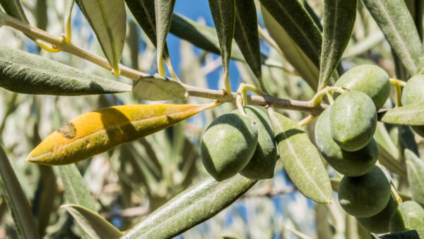 Olive trees infected by the dreaded bacteria called Xylella fastidiosa, is known in Europe as the ebola of the olive tree, Jaen, Andalucia, Spain