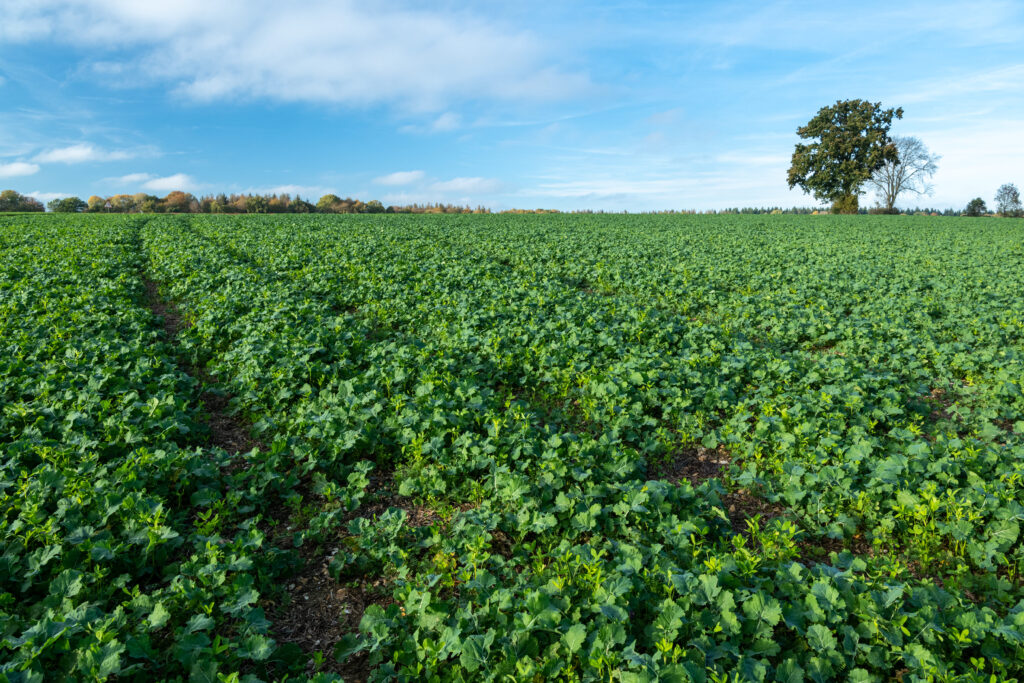 Rapeseed field with cover crop and catch crop: Alexandrian clover, common vetch, and white clover.