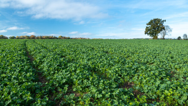 Rapeseed field with cover crop and catch crop: Alexandrian clover, common vetch, and white clover.