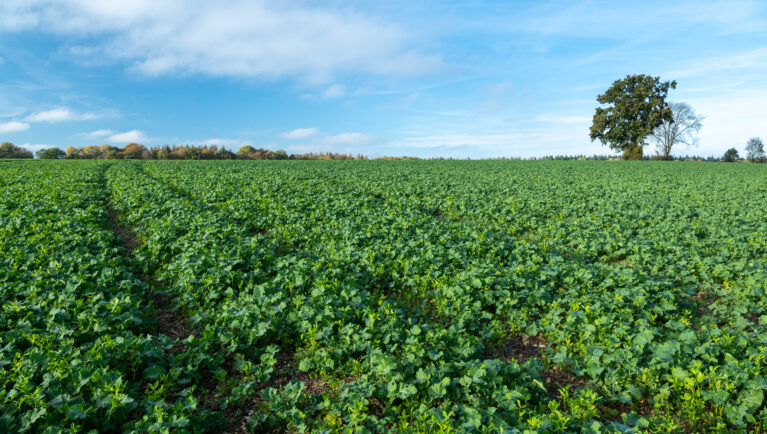 Rapeseed field with cover crop and catch crop: Alexandrian clover, common vetch, and white clover.
