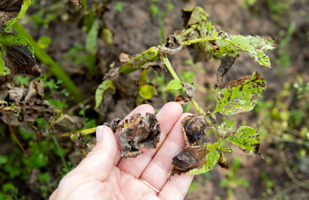 Woman hand showing damaged potato leaves. Phytophthora infestans Late blight of potato. A dangerous disease is destroying the potato crop in summer.