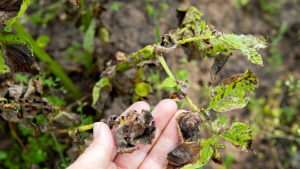 Woman hand showing damaged potato leaves. Phytophthora infestans Late blight of potato. A dangerous disease is destroying the potato crop in summer.