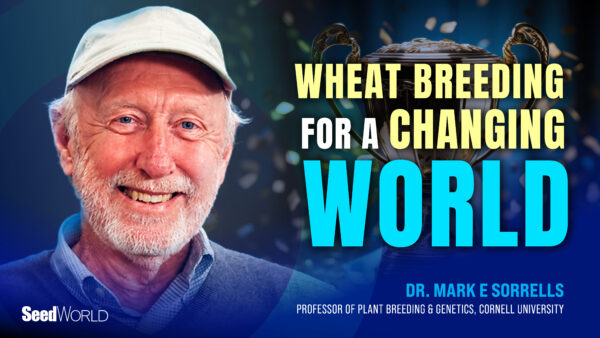 Cornell plant breeder Mark Sorrells reflects on wheat breeding, mentorship and a changing world.