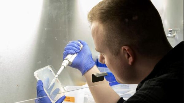 Researcher uses a pipette while studying Arabidopsis seeds in an NYU laboratory.