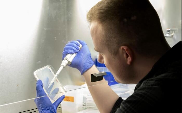 Researcher uses a pipette while studying Arabidopsis seeds in an NYU laboratory.