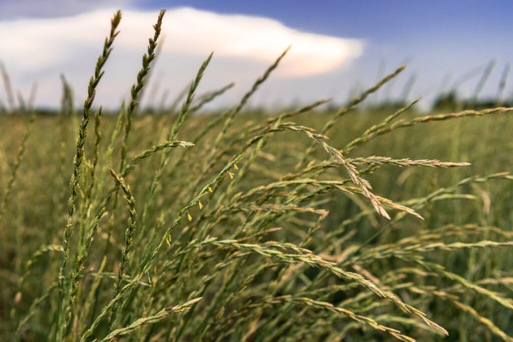 Kernza perennial grain growing in a field