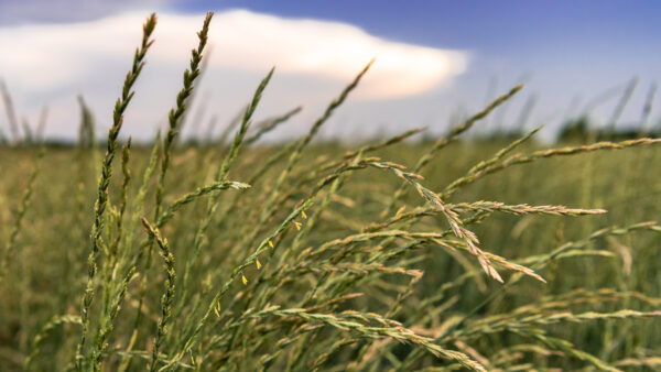 Kernza perennial grain growing in a field