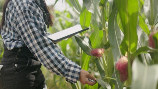 touching a red sweet corn cob gently while holding a digital tablet to check agricultural crop health in an organic plantation field during daytime