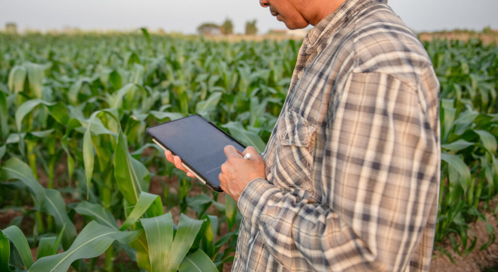 sing digital tablet and stylus to monitor crop growth in corn field and vegetable farm. Smart farming and agricultural technology