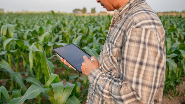 sing digital tablet and stylus to monitor crop growth in corn field and vegetable farm. Smart farming and agricultural technology