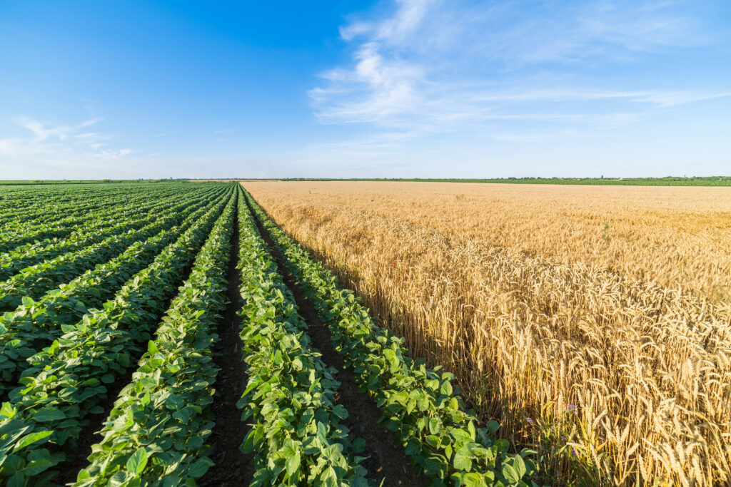 Green soybean field alongside of ripe wheat