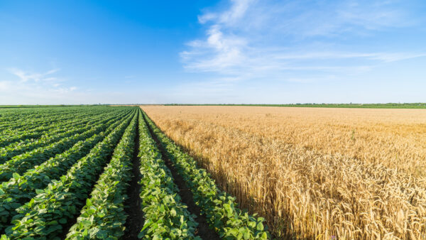 Green soybean field alongside of ripe wheat
