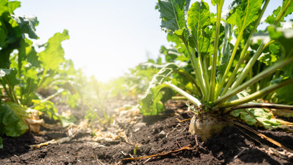 Sugar beet on a field close up