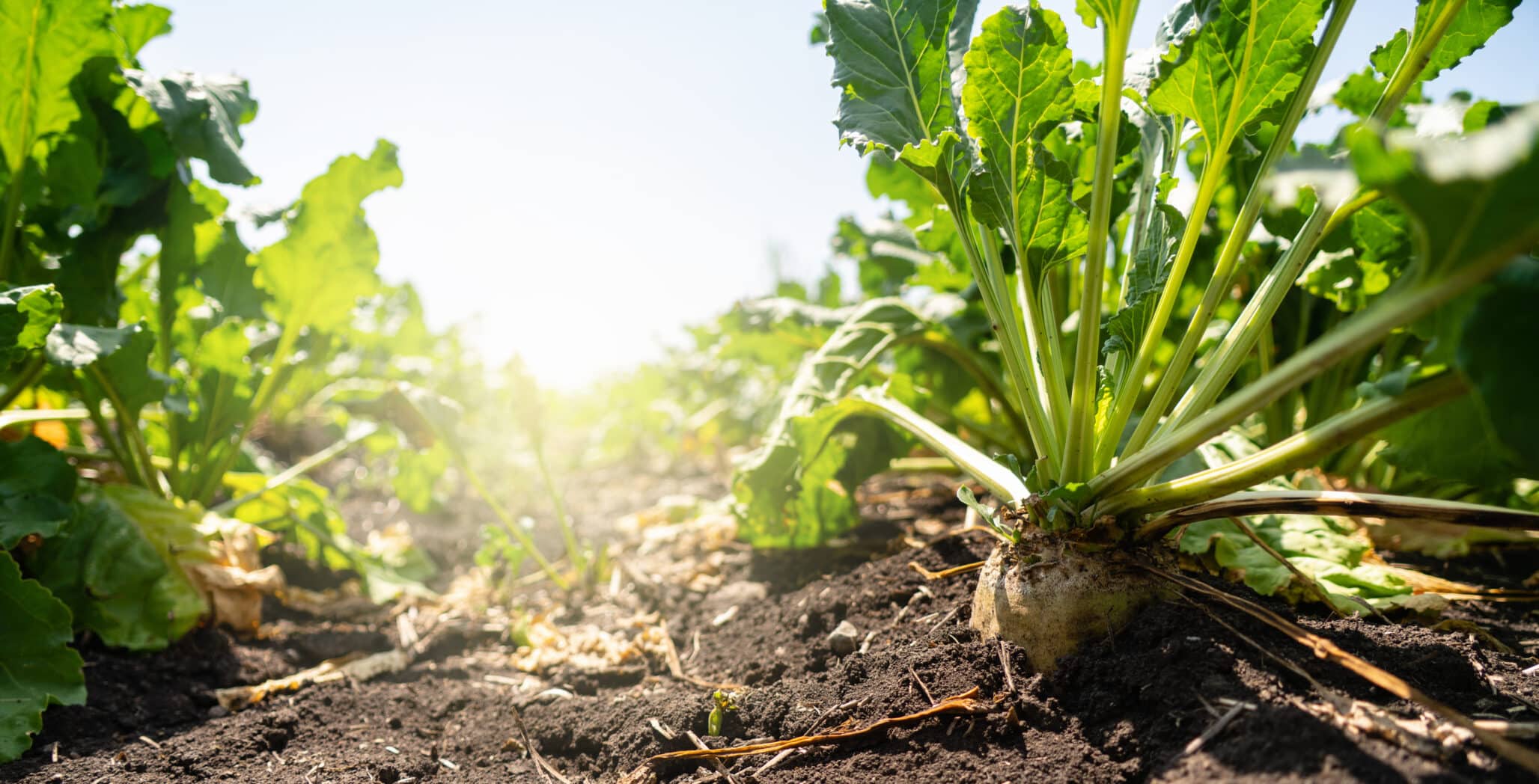 Sugar beet on a field close up