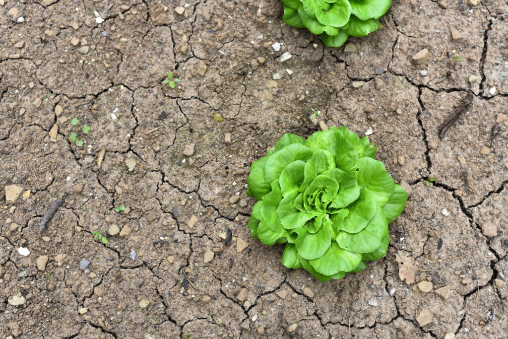 Vegetables grow and harvest in your garden. For healthy foods in nature.