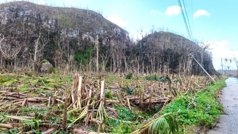 Agricultural fields and vegetation damaged by Hurricane Melissa in Jamaica