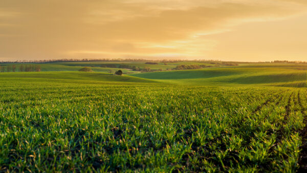 green sprouts of wheat or rye on the hilly terrain of the agricultural field, at evening lights, spring